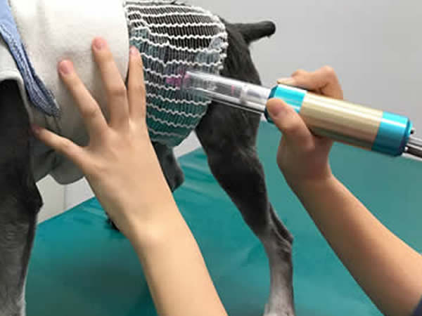 南平動物病院統合医療診療室|静岡県浜松市西区